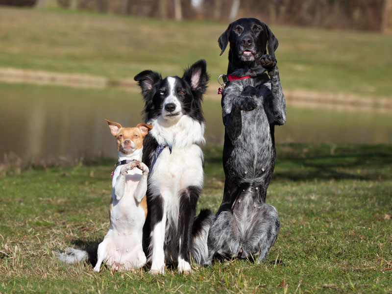 dog training services in hyderabad, dog walking services in hyderabad.