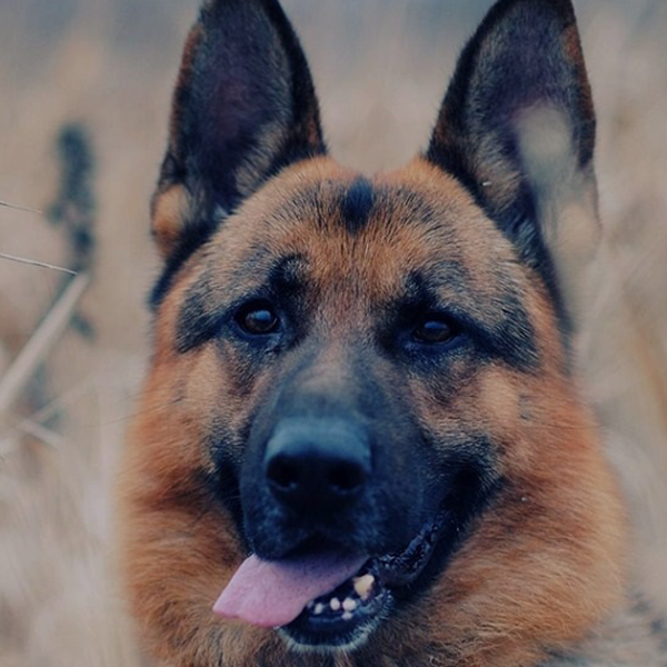 Largest Kennel in Telangana