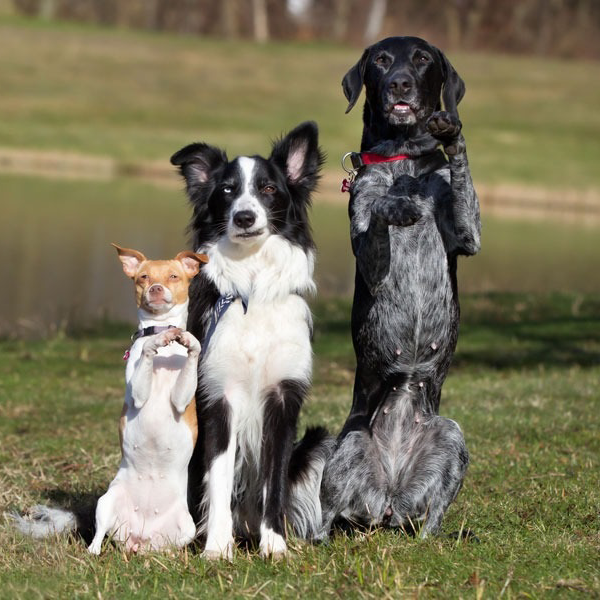 Largest Kennel in Telangana