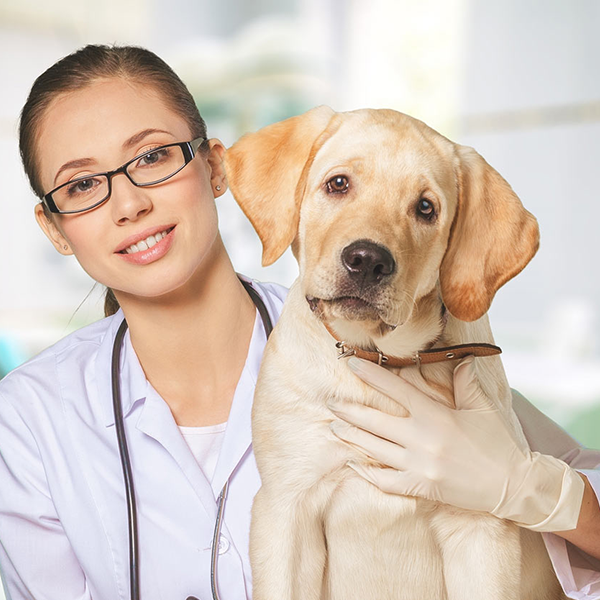 Best Dog Service in Hyderabad